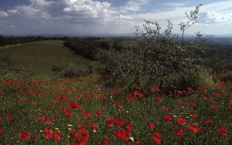 Italy 99 Poppies.jpg